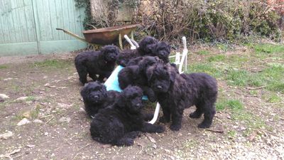 chiots bouviers 